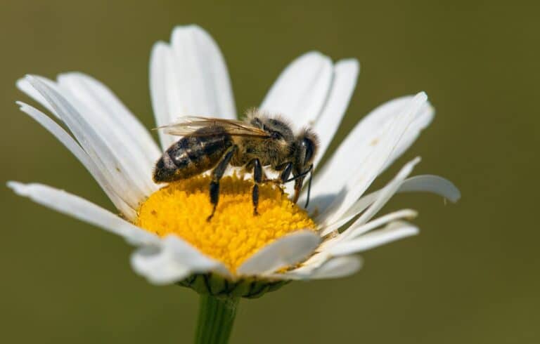 Veterans' Home Care Jefferson PA - Exploring the Health Benefits of Honey For Seniors